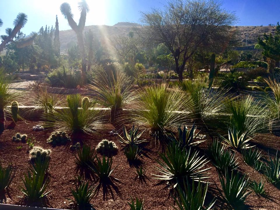 Jardin Botanico UASLP (5)